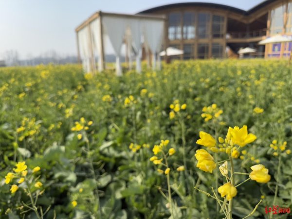J9九游会体育该品种具有着花早、花期长、不雅赏性强等特色-九游会J9「AG」 官方网站